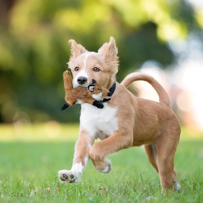 ALL FOR PAWS Squeaky Doy Toy, Fox Dog Toy for Small Medium Breed, Puppy Fetch - Image 9