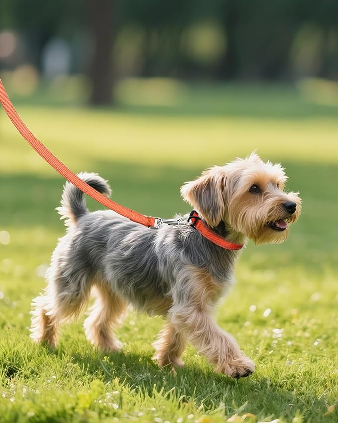 Joytale Small Dog Collar, Durable Double-Sided Reflective Nylon Collar - Image 6
