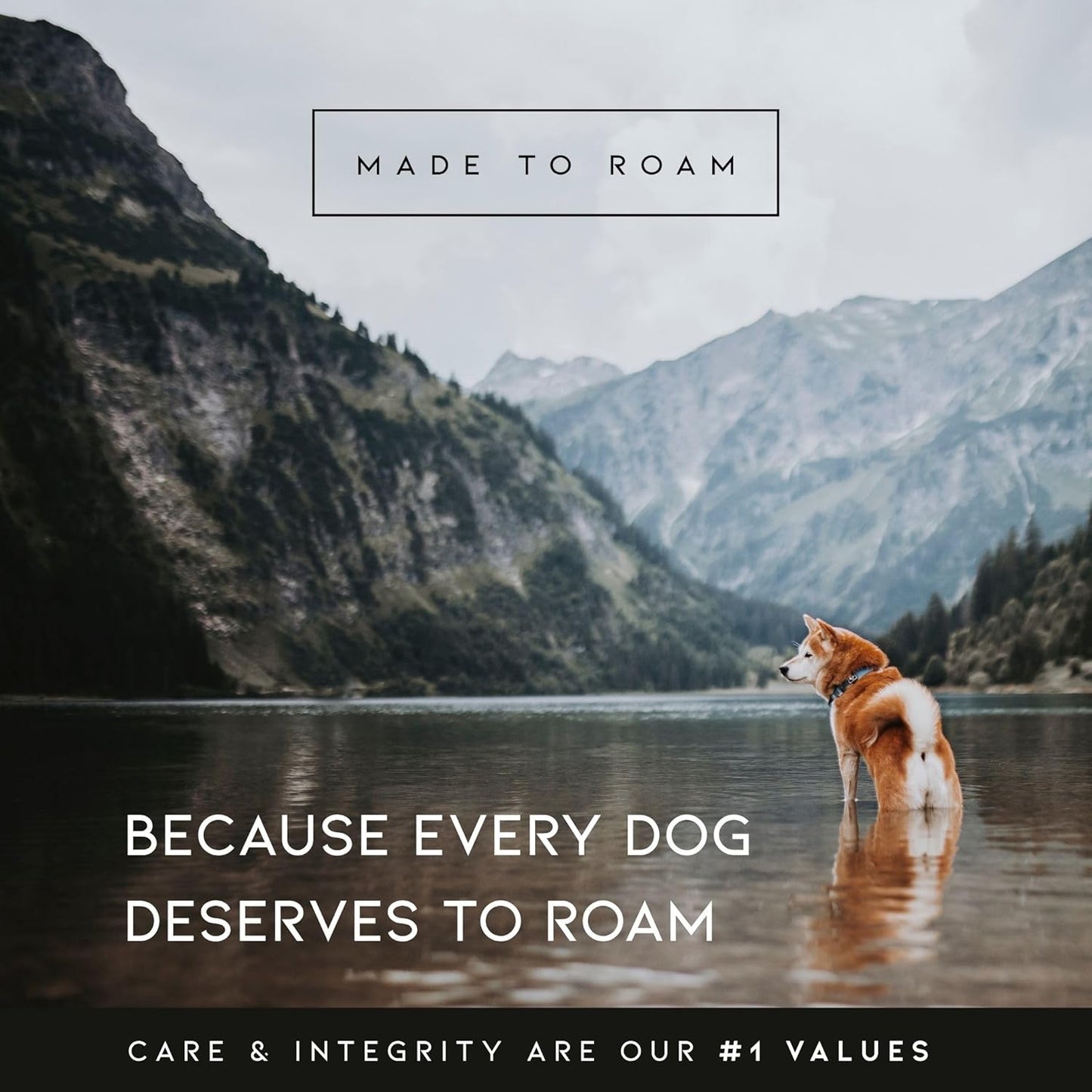 MADE TO ROAM Premium Explorer Harness - Y-Shaped Dog Harness with Adjustable Durable Nylon, Soft Padding, Metal Buckles and Leather Handle for Small, Medium, Large Dogs (Colorado Nightsky, Size 7)