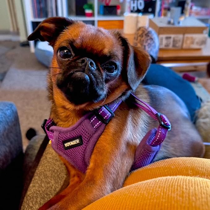 Best Pet Supplies Voyager Adjustable Step-in Flex Breathable Mesh Dog Harness - Image 7