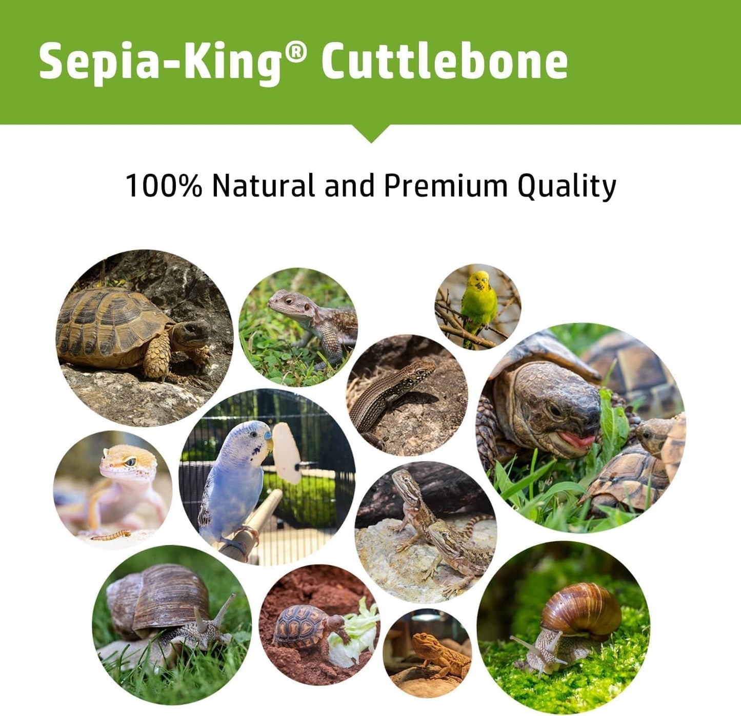 Crushed - 100% Natural Calcium Supplement - Premium Cuttlebone Perfect for Birds, Tortoises, Snails, Reptiles - 3.5 oz