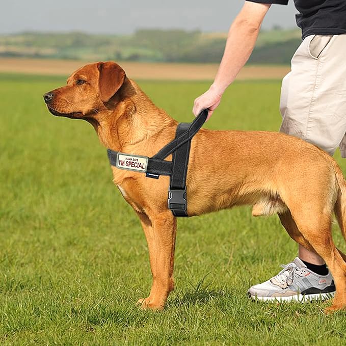 Annchwool No Pull Dog Harness - Image 5