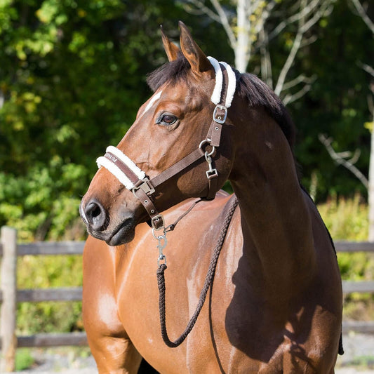 HORZE Howard Soft Fleece Padded Adjustable Polyester Horse Halter - Dark Brown - Pony