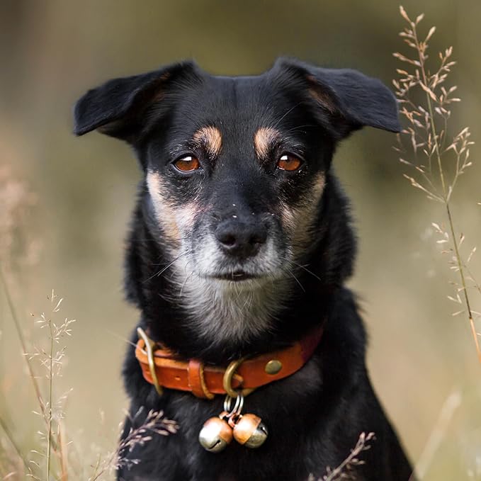 Beau's Bells 2 Extra Loud Cat & Dog Bells | Pet Tracker | Save Birds & Wildlife - Image 7