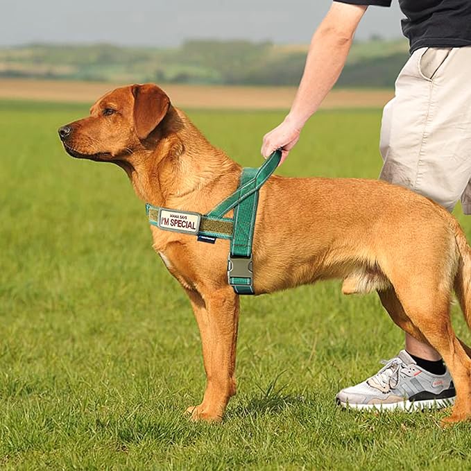 Annchwool No Pull Dog Harness - Image 5