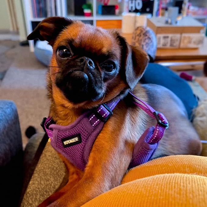 Best Pet Supplies Voyager Adjustable Step-in Flex Breathable Mesh Dog Harness - Image 7