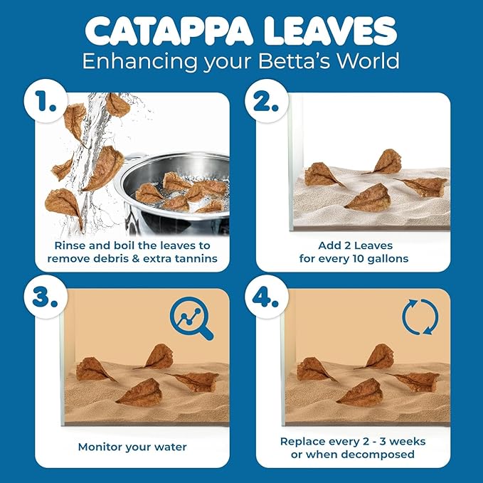SunGrow 100 pcs Catappa Indian Almond Leaves - Image 6