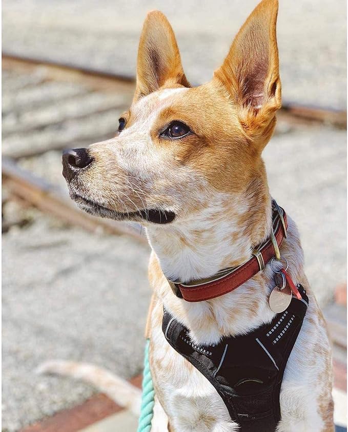 rabbitgoo Dog Harness No Pull - Image 8