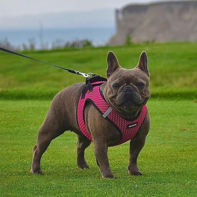 Voyager Step-in Air Dog Harness - Image 7