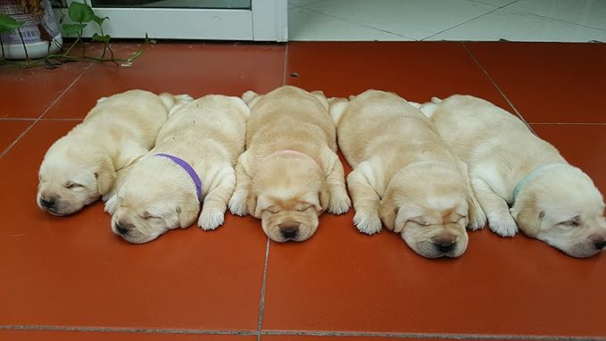 GAMUDA 20 Newborn Puppy Collars – Super Soft Double Velvet Whelping Puppy - Image 9