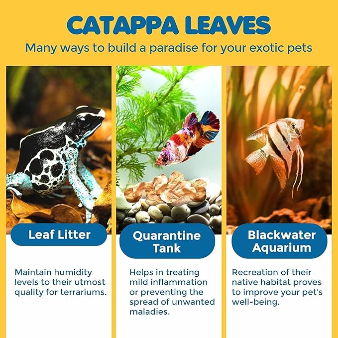 SunGrow 100 pcs Catappa Indian Almond Leaves - Image 7