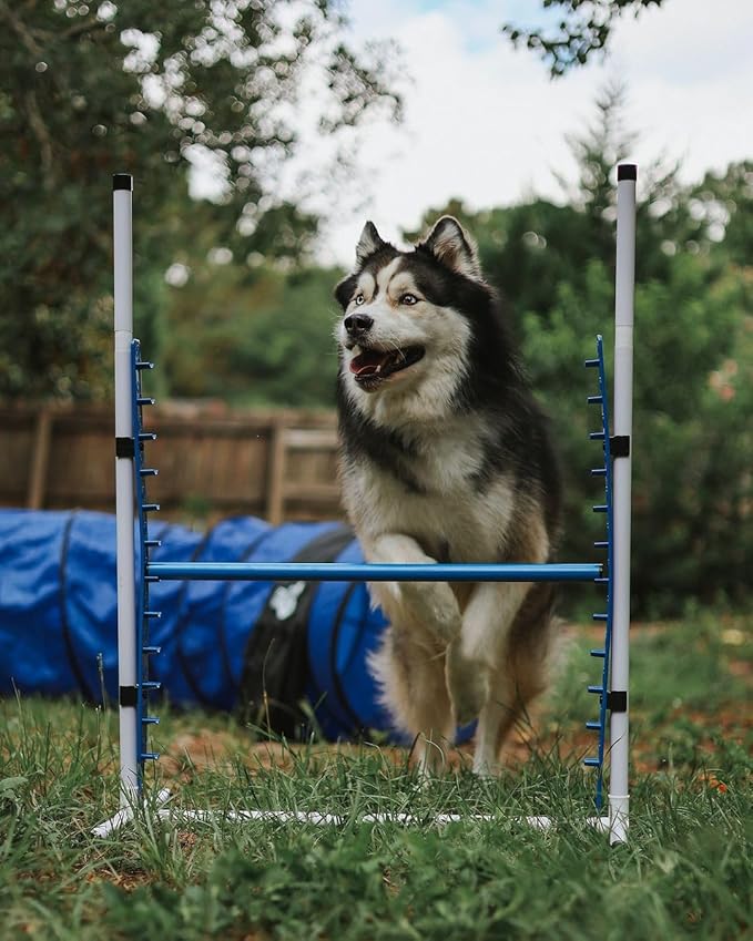 Better Sporting Dogs Elite Agility Set - Image 8