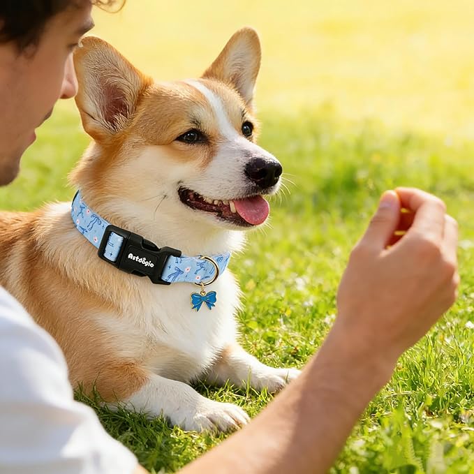 Medium Dog Collar, Girl Boy Dog Collars - Image 3