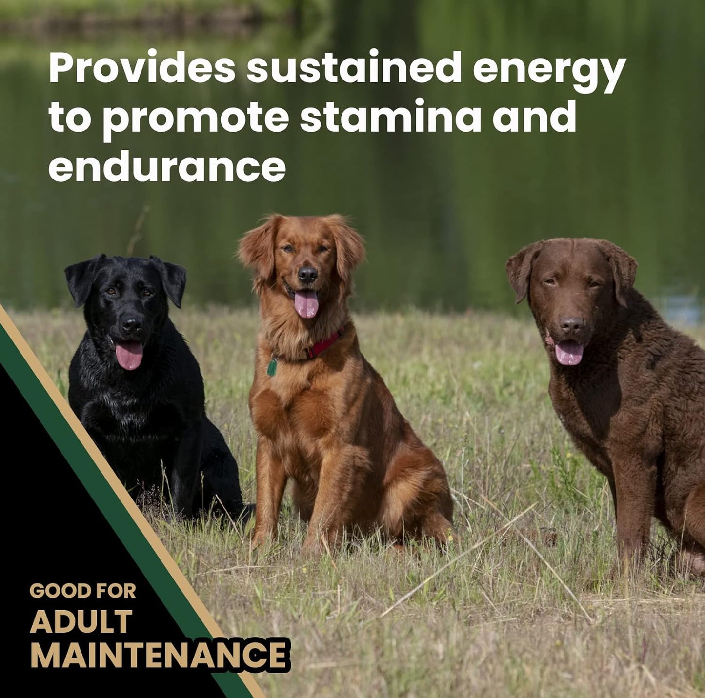 VICTOR Super Premium Dog Food – Performance Dry Dog Food from Beef, Chicken and Pork Meal – 26% Protein for Active Adult Dogs – Includes Glucosamine and Chondroitin for Hip and Joint Health, 5lbs