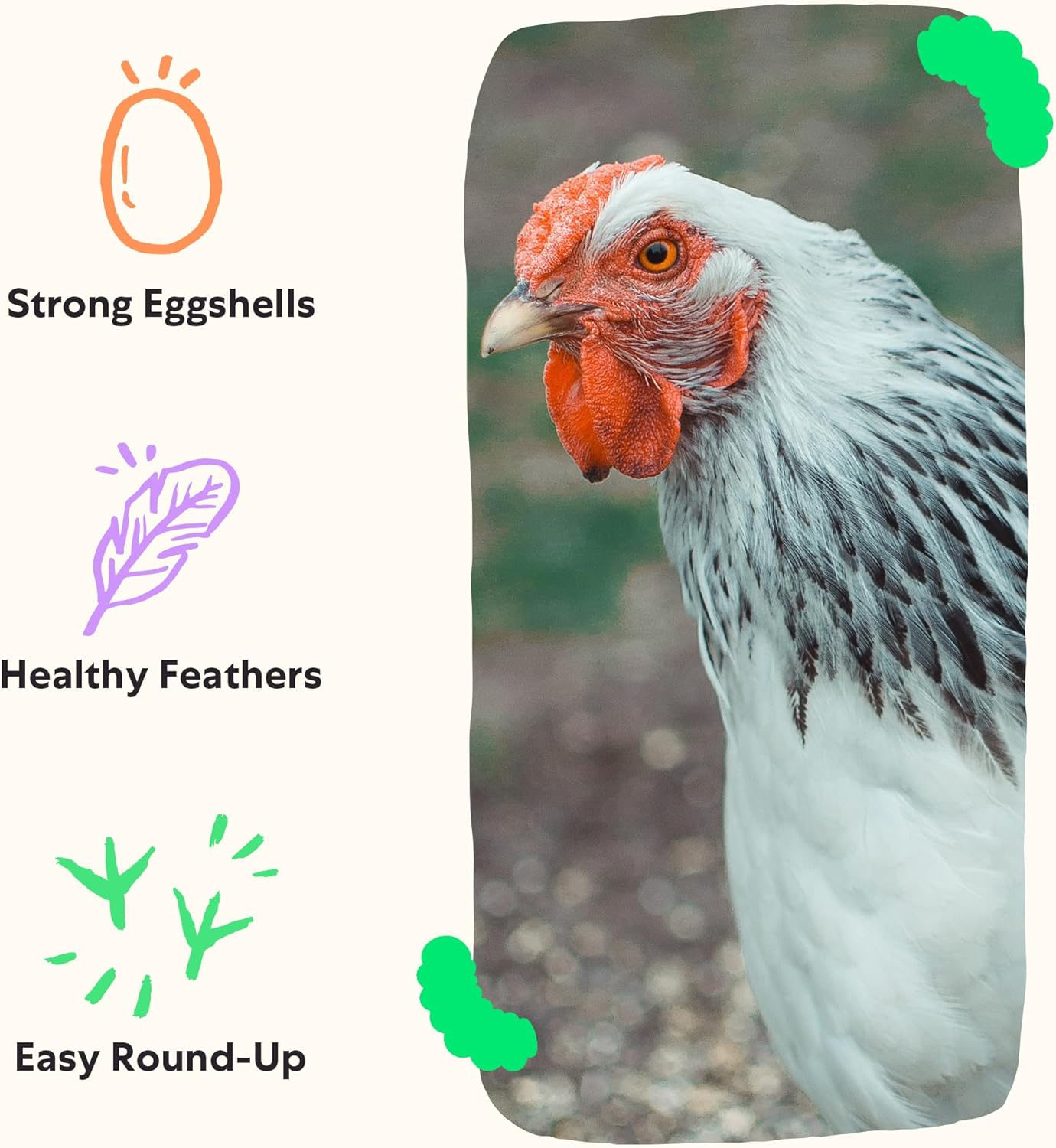 Grubblies - Switch from World Harvest to Hometown Harvest for Premium Chicken Nutrition - Grubblies World Harvest 5LB