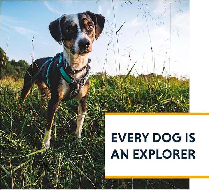 Ruffwear, Hi & Light, Everyday Lightweight Dog Harness, Trail Running, All-Day - Image 9