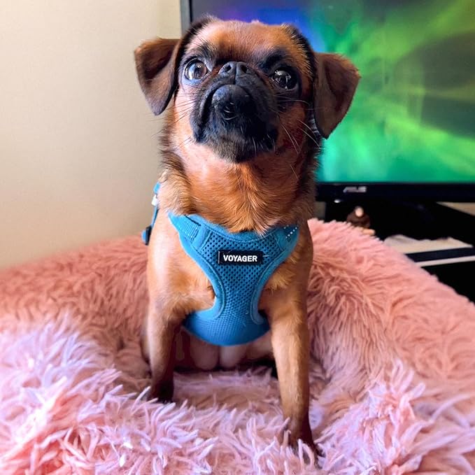 Best Pet Supplies Voyager Adjustable Step-in Flex Breathable Mesh Dog Harness - Image 7