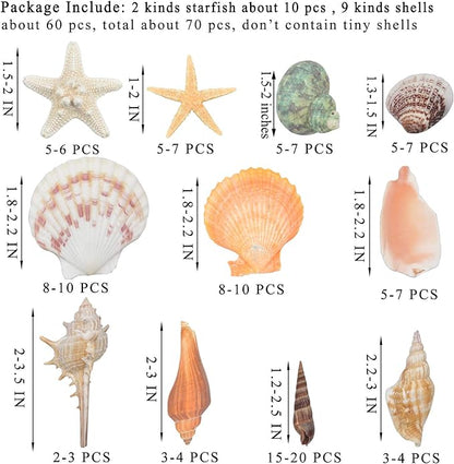 Sea Shells Mixed Beach Seashells 9 Kinds 1.2"-3.5 "Various Sizes Natural - Image 2