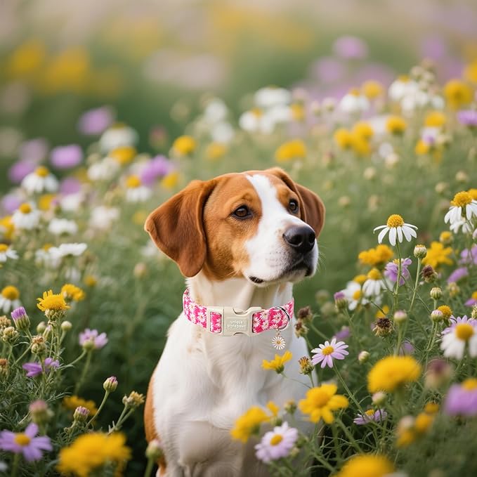 Unique style paws Dog Collar Plastic Buckle - Image 4