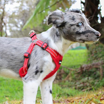 Best Pet Supplies Voyager Adjustable Step-in Flex Breathable Mesh Dog Harness - Image 7