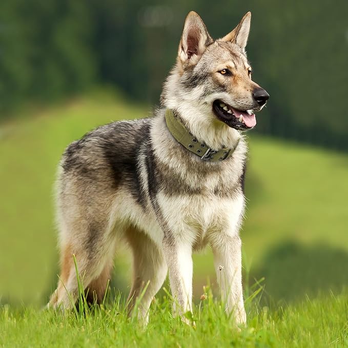 Heavy Duty Dog Collar for Large Dogs, Tactical Dog Collars - Image 7