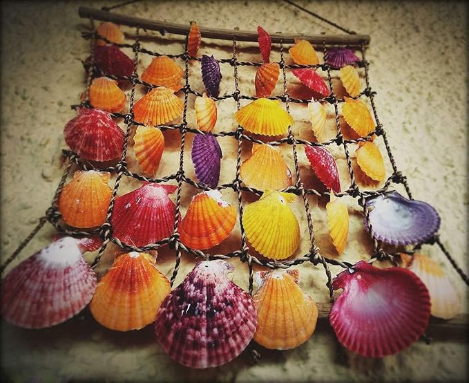 Sea Shells Mixed Beach Seashells 9 Kinds 1.2"-3.5 "Various Sizes Natural - Image 7