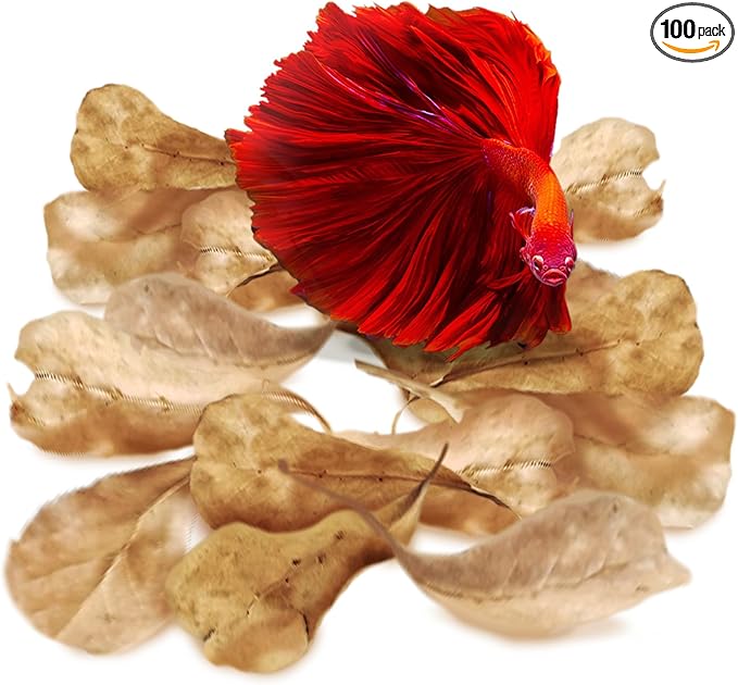 SunGrow 100 pcs Catappa Indian Almond Leaves by SunGrow
