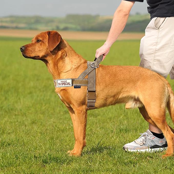 Annchwool No Pull Dog Harness - Image 5