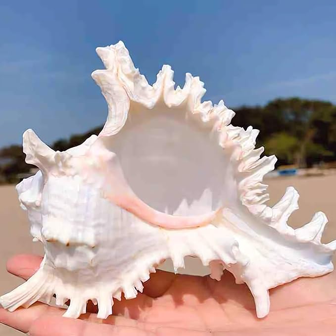 YZHZOM 5.5‘’ to 6.3‘’ Large Natural Conch Shell Fish Tank Hideout Fish Tank - Image 5