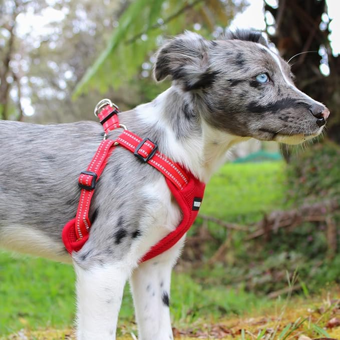 Best Pet Supplies Voyager Adjustable Step-in Flex Breathable Mesh Dog Harness - Image 8