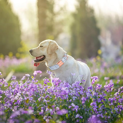 Unique style paws Dog Collar Metal Buckle Blue Striped Flower Collar Gift - Image 3