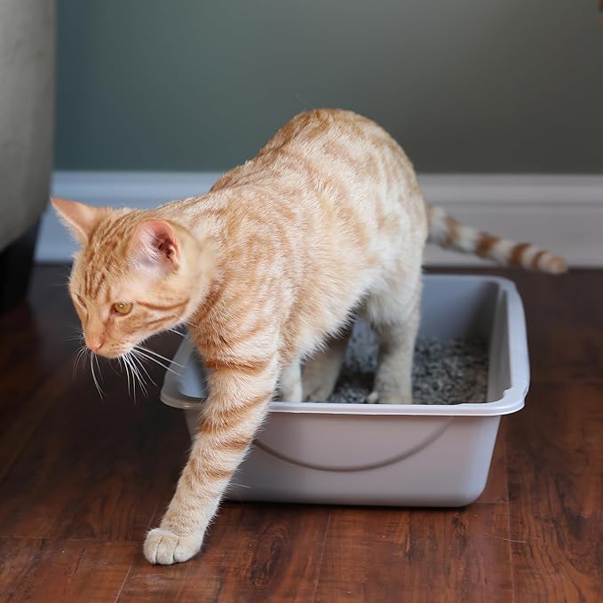 Petmate Basic Open Cat Litter Pan, Made in USA, 14.5" x 10.5" x 3.5", Small - Image 2