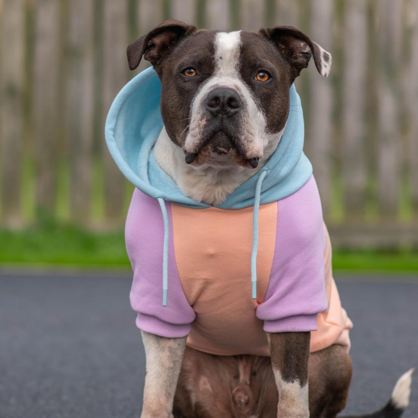 Spark Paws Dog Hoodie – Premium Dog Sweater for Small, Medium, and Large Dogs | Warm Outfits for French Bulldogs, Pitbull, Puppy, Winter Jacket Alternative - Cotton Candy - M