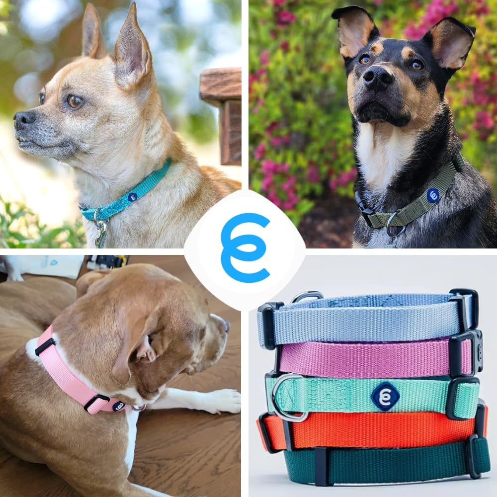 Blueberry Pet Essentials Large Dog Collar | Adjustable Fuchsia Pink Nylon Collar for Large Dogs | Stylish Girl Dog Collars | Secure Female Dog Collar with Eco-Friendly Buckles, 18"-26" Neck