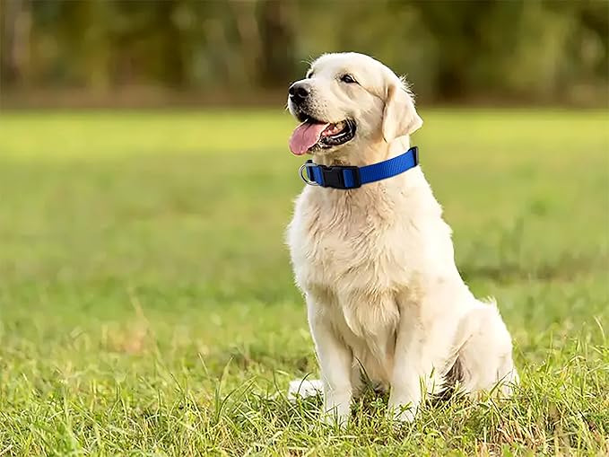 Native Pup Basic Nylon Dog Collar, Adjustable - Image 6