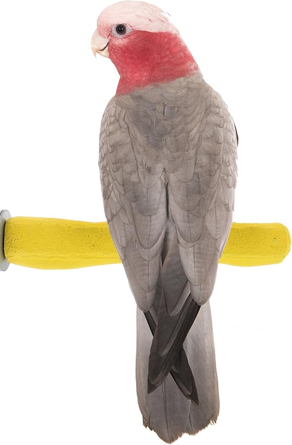 Sweet Feet and Beak Comfort Grip Safety Perch by SweetFeetBeak