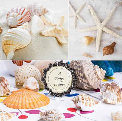 Fangoo 1.5 LB Mixed Sea Shells, 130+ PCS Beach Seashells Starfish Oyster Shells - Image 4