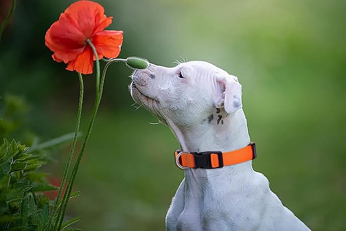 Native Pup Basic Nylon Dog Collar, Adjustable - Image 7