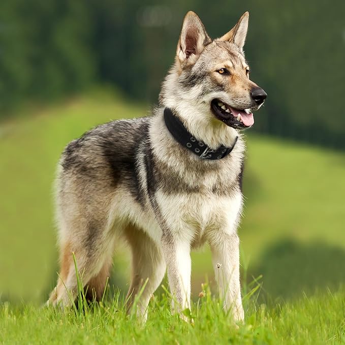 Heavy Duty Dog Collar for Large Dogs, Tactical Dog Collars - Image 7