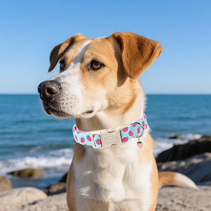 Unique style paws Dog Collar Plastic Buckle - Image 5