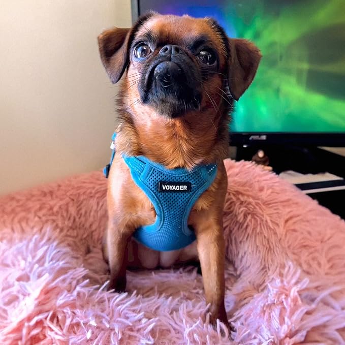 Best Pet Supplies Voyager Adjustable Step-in Flex Breathable Mesh Dog Harness - Image 7
