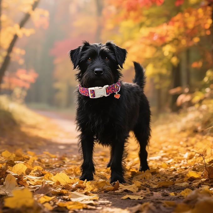 Unique style paws Dog Collar Plastic Buckle - Image 5