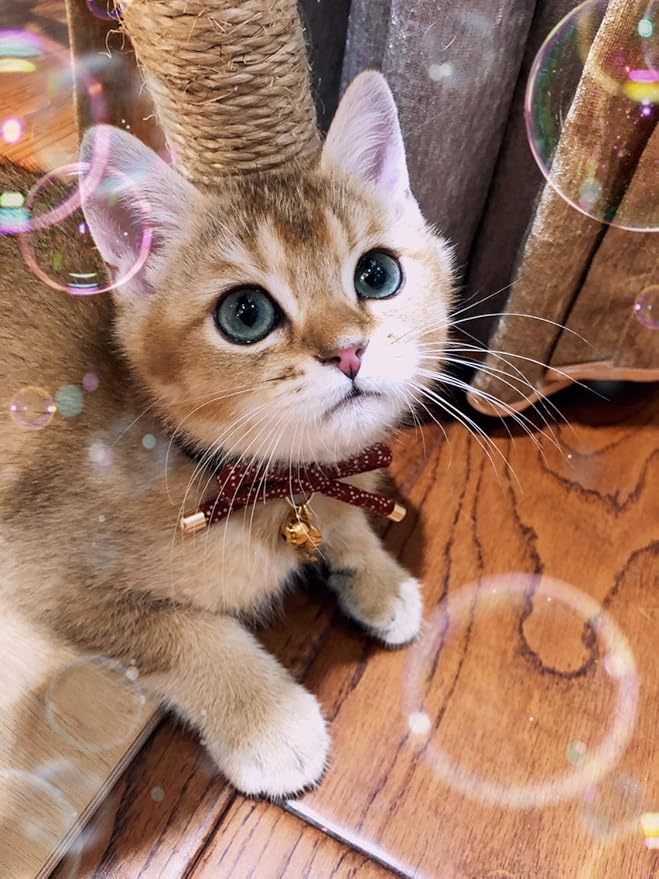 Cute Bowtie Cat Collar with Bell. Japanese Stylish Bowknot & Fish Charm. Safety - Image 5