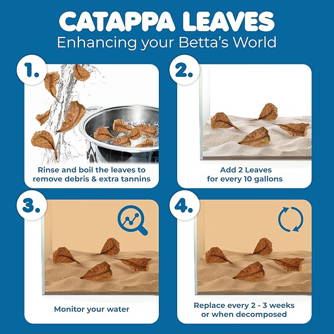 SunGrow 50 pcs Catappa Indian Almond Leaves – 2” Water Conditioner - Image 5
