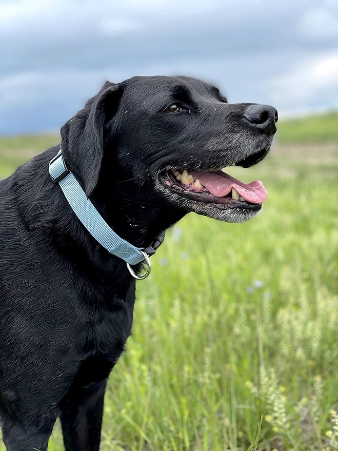 Native Pup Basic Nylon Dog Collar, Adjustable - Image 6
