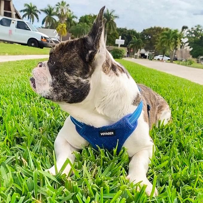 Best Pet Supplies Voyager Adjustable Step-in Flex Breathable Mesh Dog Harness - Image 7