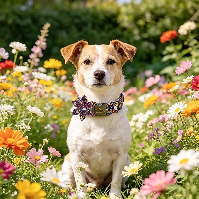 Lionheart Glory Dog Collar - Image 6