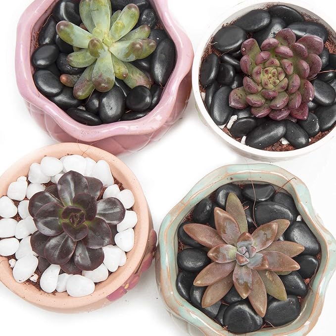 Black Small Decorative Pebbles - Image 5