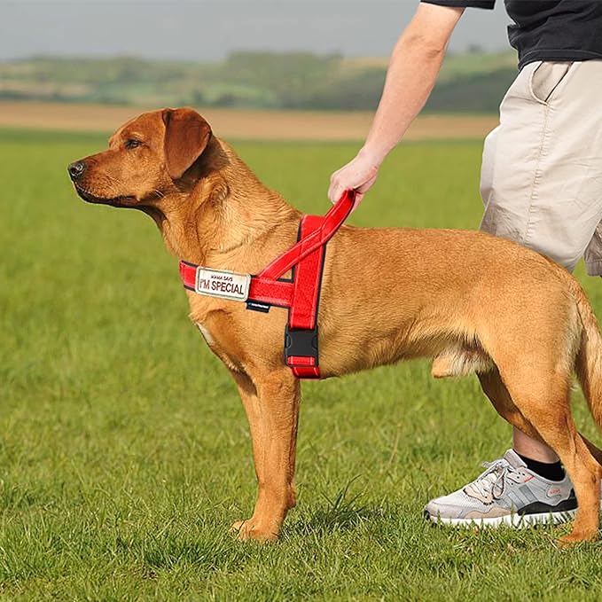 Annchwool No Pull Dog Harness - Image 5
