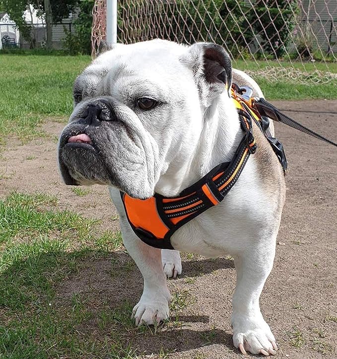 rabbitgoo Dog Harness No Pull - Image 8